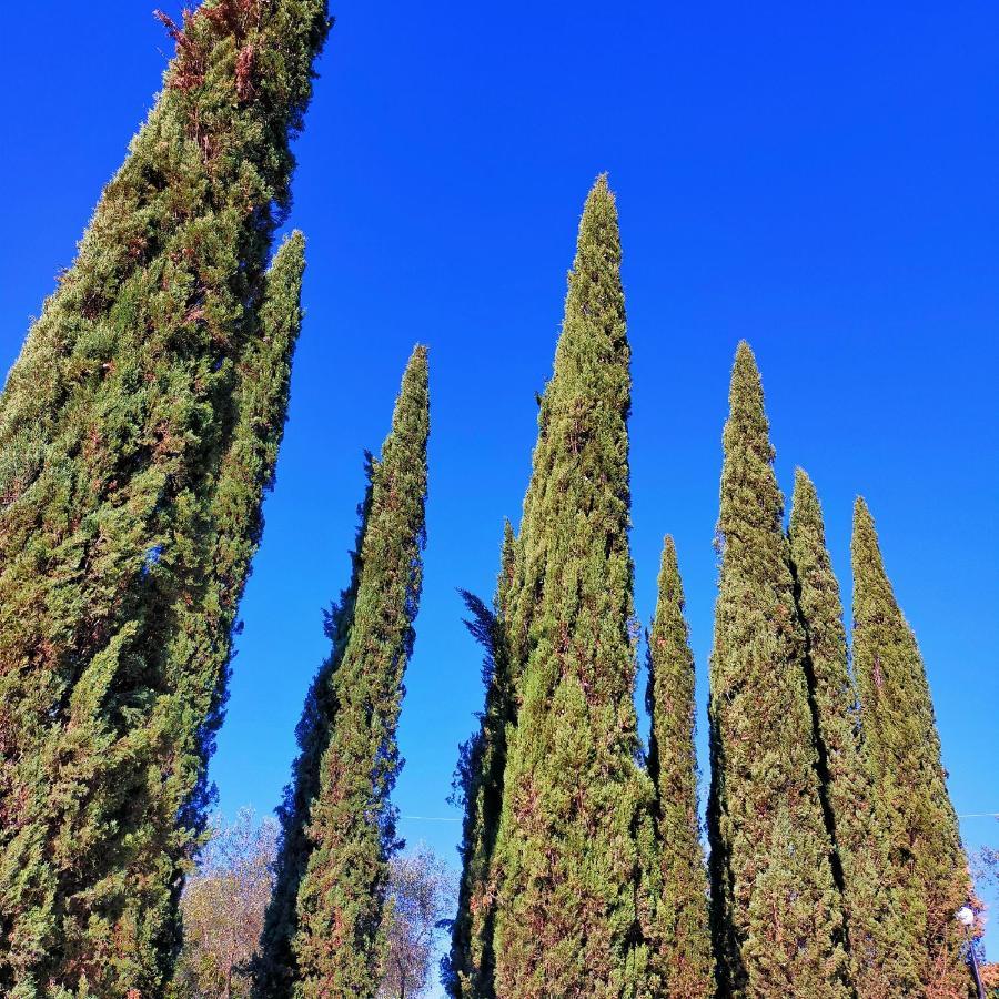 Agricamping Poggio Ai Pini Wine Camping Certaldo Exterior foto